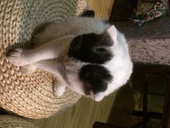 iphone_upload_pic-猫色咖啡·猫咖