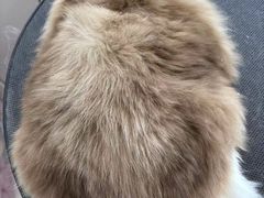 -老吴的猫·猫舍(新区店)