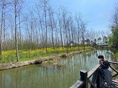 -合肥滨湖国家森林公园