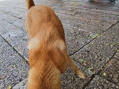 -黄埔古港