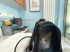 -纳吉亚猫专科动物诊疗中心(蒋宅口分院)