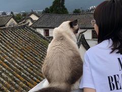 -喵屿·大理花园猫咖