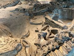 -自贡恐龙博物馆