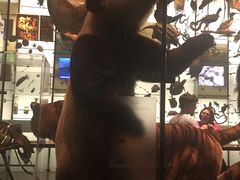 -美国自然历史博物馆