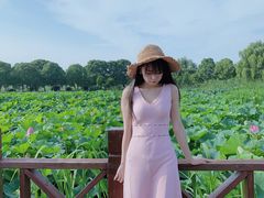 -荷塘月色湿地公园·向阳花洲