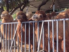 -泉州海丝野生动物世界