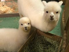 -藦茜花园宠物主题亲子互动体验馆(国顺东路店)