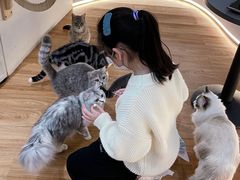 -COLOR PETS 撸猫馆·购猫·猫咖(长风大悦城店)