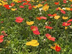 -径山花海
