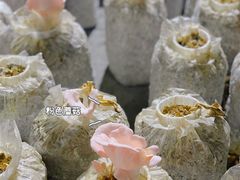 -仙蘑洞