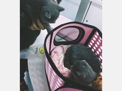 -达爱动物医院·犬猫分区·CT·复杂眼科(远洋山水分院)