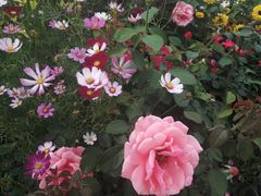 -亚龙湾国际玫瑰谷