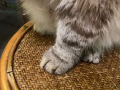 -猫色咖啡·猫咖