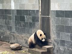 -中国大熊猫保护研究中心雅安碧峰峡基地