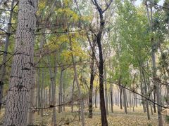 -森林公园(尖草坪区)