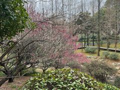 -宝界山林公园