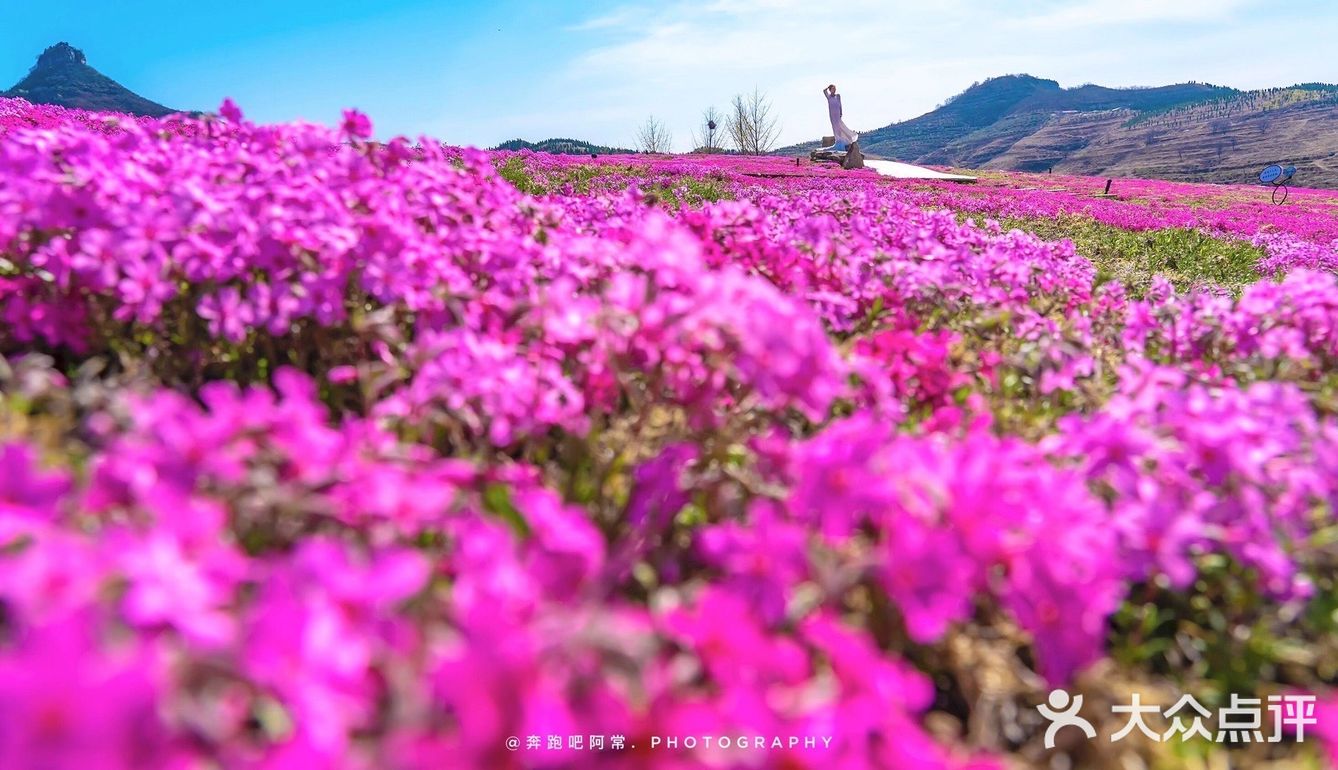 🚗自驾游淄博丨打卡网红芝樱花海❗