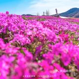 🚗自驾游淄博丨打卡网红芝樱花海❗