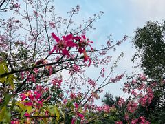 -深圳湾公园(南山区)