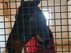 -北京群众马术培训基地