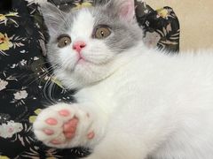 -lincat·猫舍(广州店)
