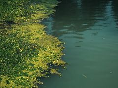 -桤木河湿地公园