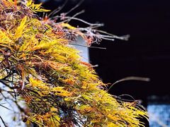 -秋霞圃