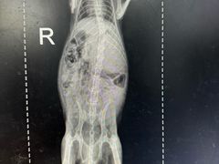 -瑞派·关忠动物医院·异宠专科·犬猫肿瘤·皮肤专科(望京店)