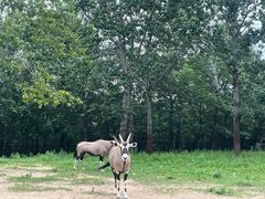 -大连森林动物园