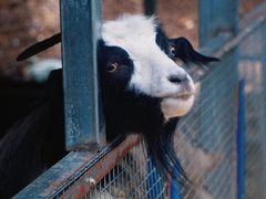 -栾川竹海野生动物园