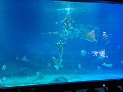 -烟台海昌鲸鲨海洋公园