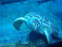 -芜湖新华联大白鲸海洋公园