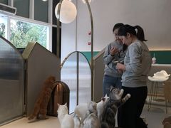-飞行喵MR PILOT|猫舍·猫咖(静安大融城店)