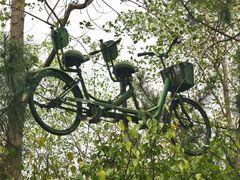 -合肥滨湖国家森林公园