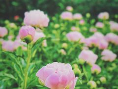 -国家植物园