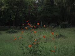 -绿堤公园