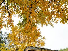 -千年银杏谷文化旅游区