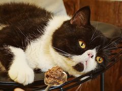 -猫爷宠物生活馆·撸猫馆