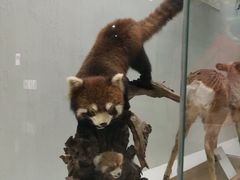 -国家自然博物馆