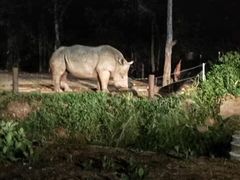 -清迈夜间动物园