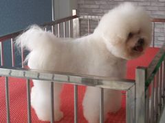 -皇家名犬舍
