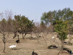 -宿豫区运河湾森林动物园