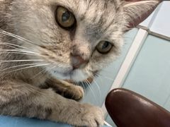 -纳吉亚猫专科动物诊疗中心(蒋宅口分院)