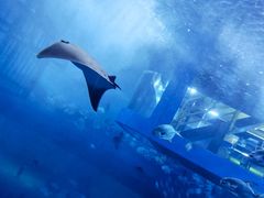 -迪拜水族馆及水下动物园