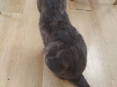 -猫咪派对(江南西店)