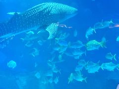 -烟台海昌鲸鲨海洋公园