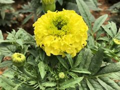 -松山湖梦幻百花洲