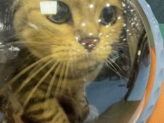 -万博宠物医院·手术·诊疗(未央凤城五路店)