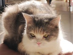-平行世界·猫咖(首经贸店)