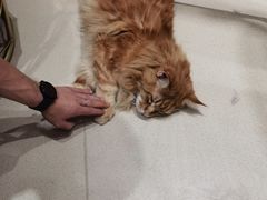 -藏猫猫咖啡主题馆(中央大道店)